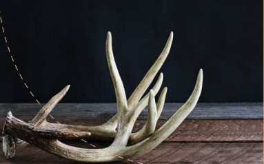 鹿茸精—活力補充