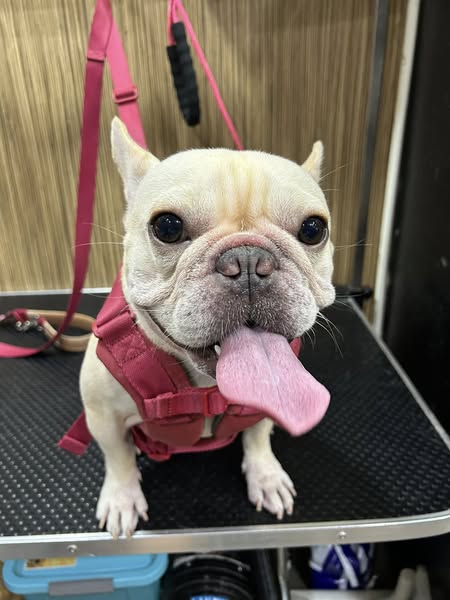 過度活躍的小朋友