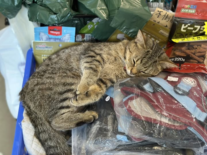 懶洋洋的小朋友