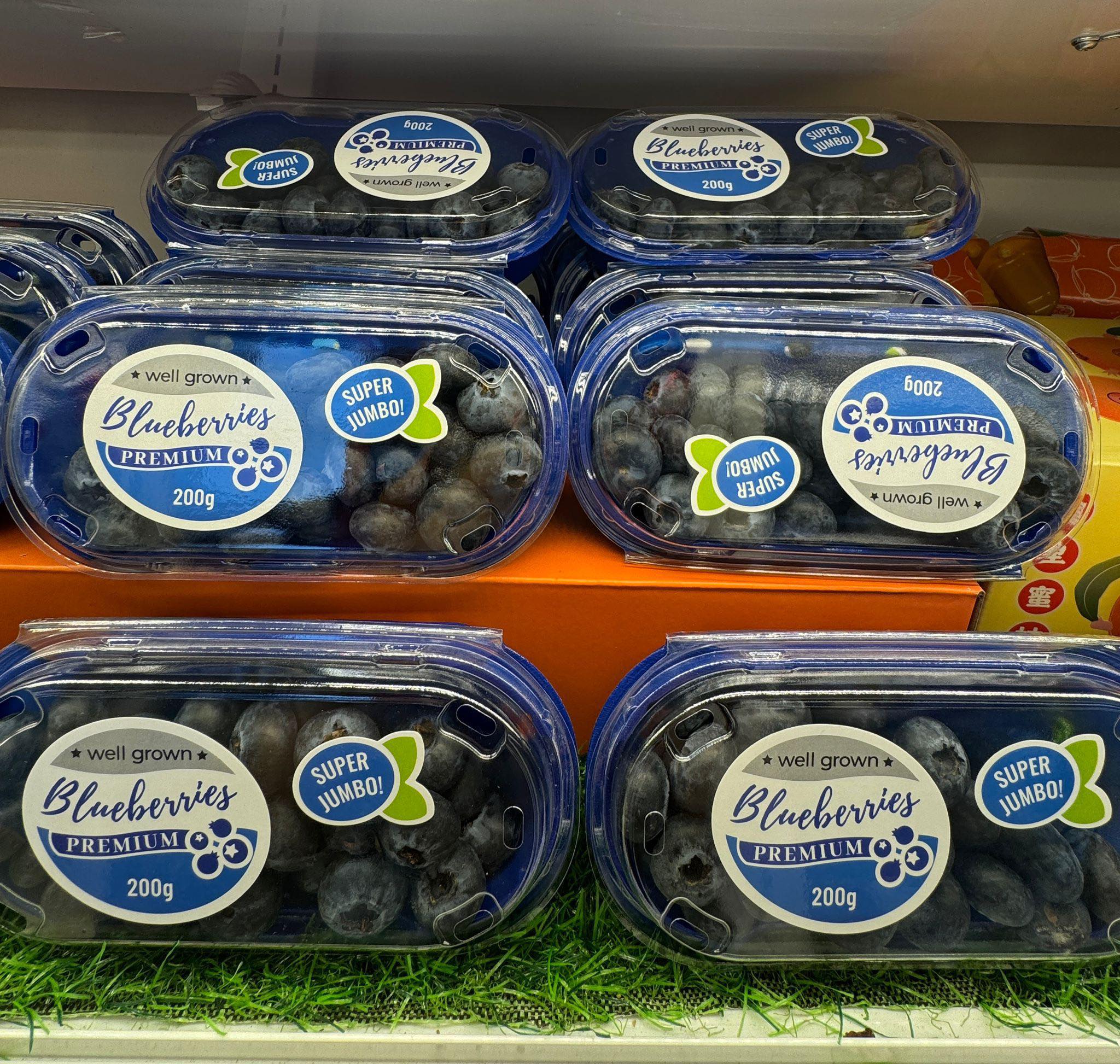 摩洛哥super jumbo藍莓