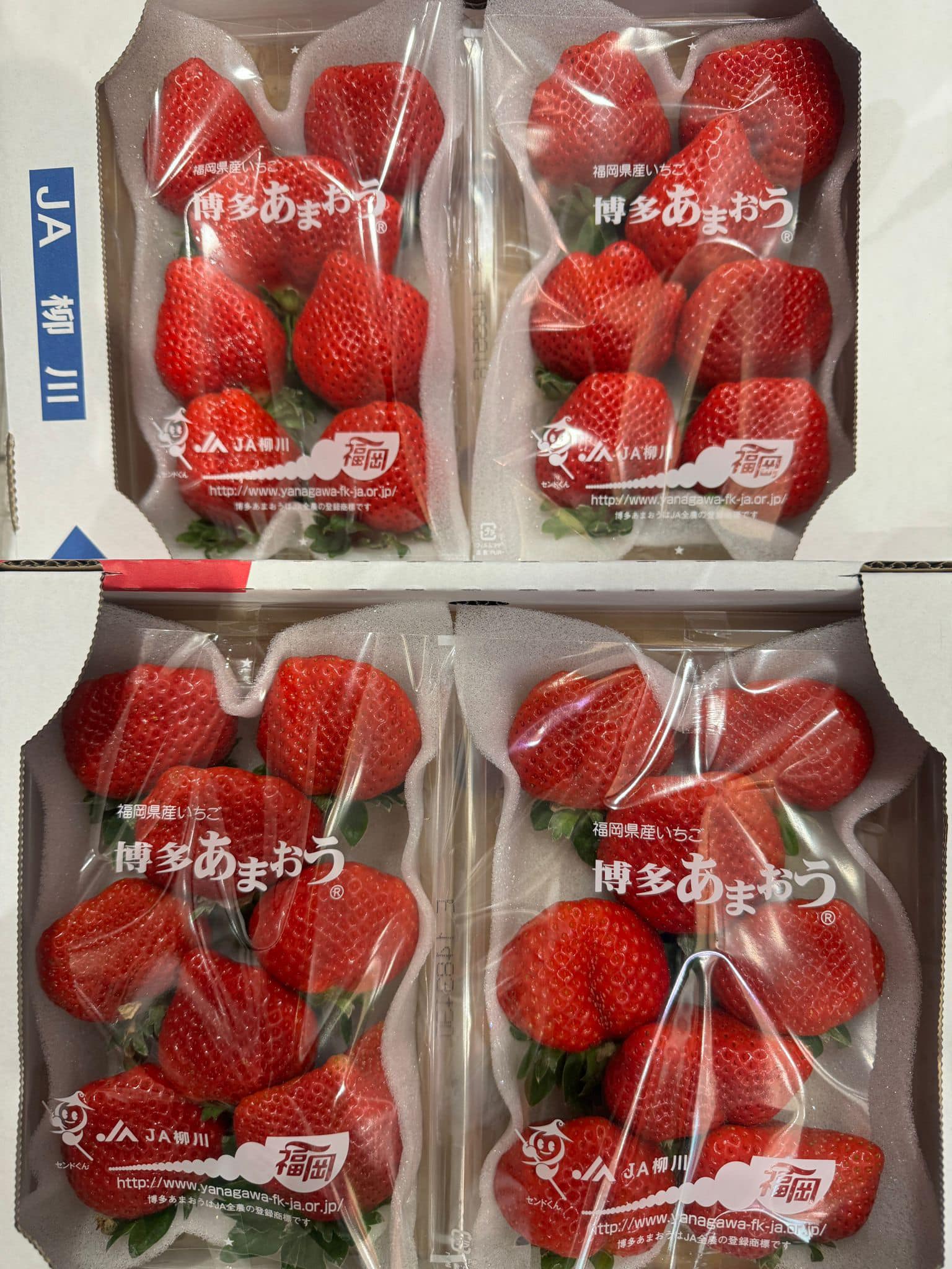 日本福岡甜王士多啤梨