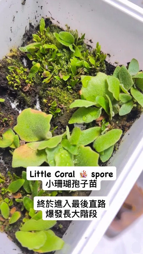 小珊瑚little Coral 🪸
