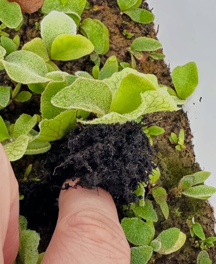 珍而重之的孢子苗