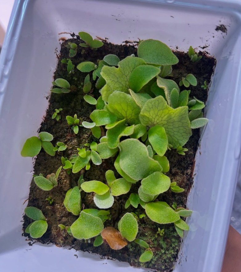 含辛茹苦的little coral 🪸