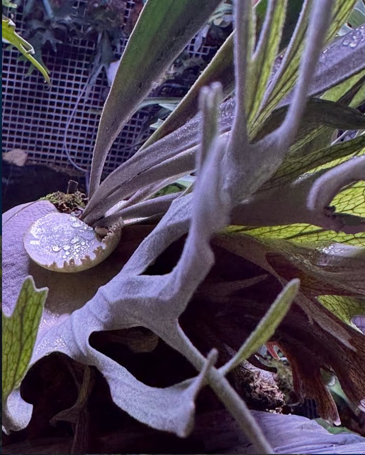 唔知大家種鹿會唔會好期待，有一塊新葉