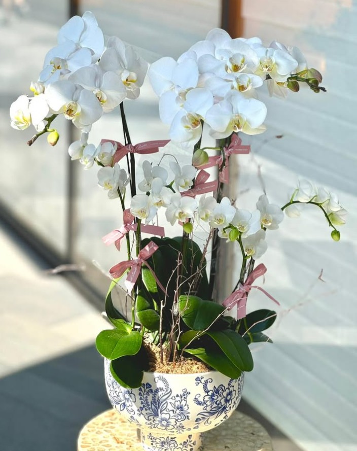 原來好少放蘭花作品，這個是我很喜歡的。