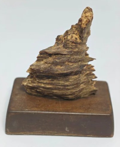 馬來西亞野生沉香(秒沉)