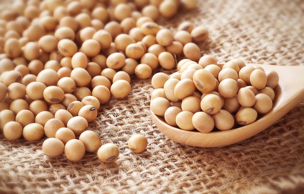 黄豆
