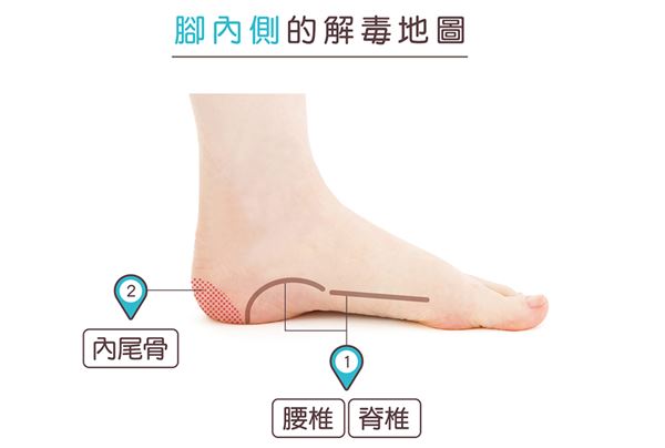 滑推手法 – 脊椎反射區