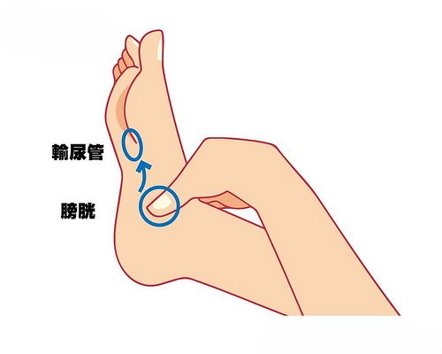 深壓手法 – 腎臟反射區