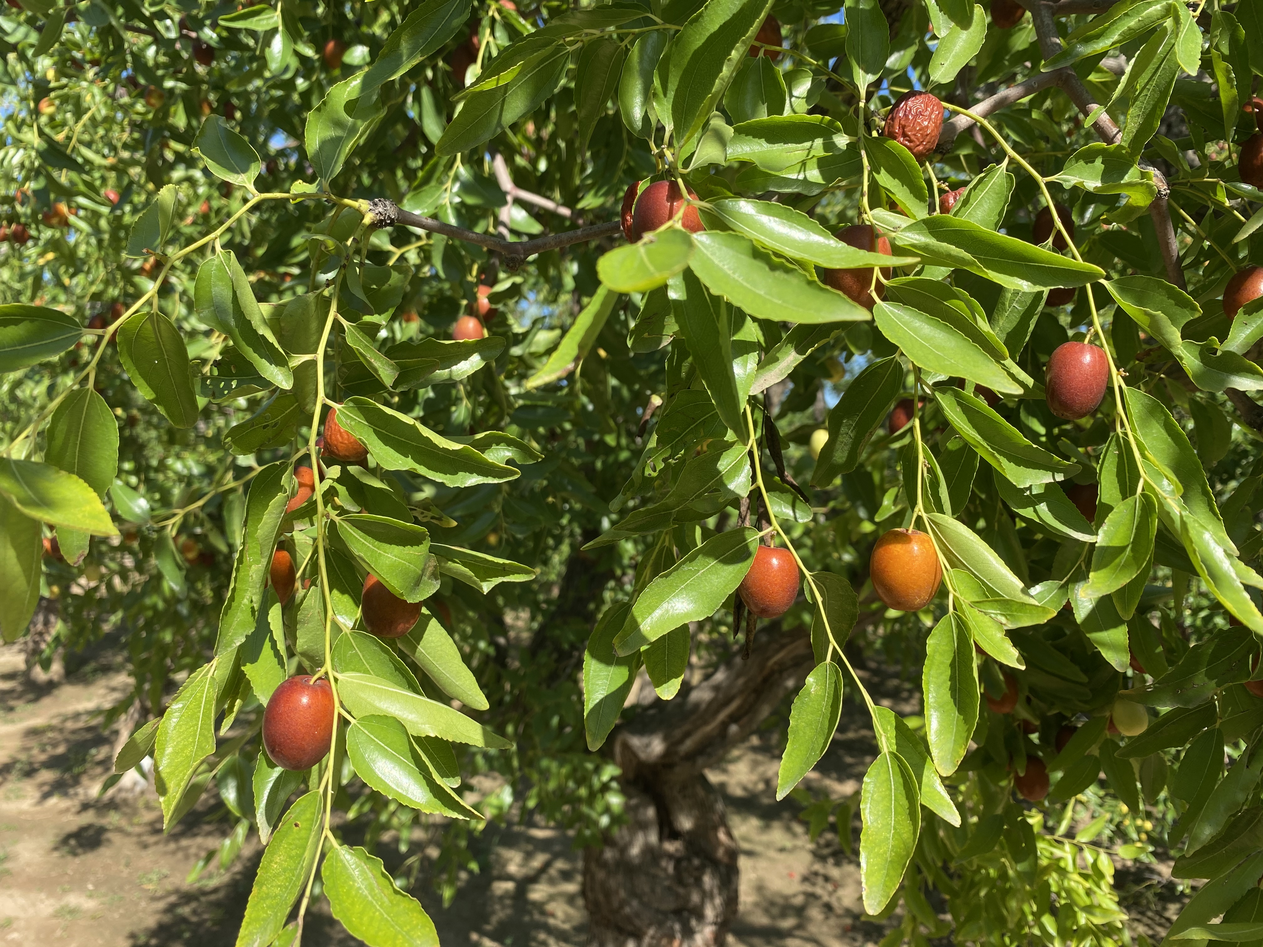 河北滄州金絲小棗