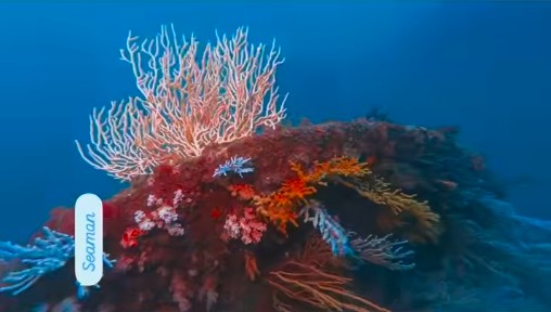 日本好多潛水嘅規則要遵守