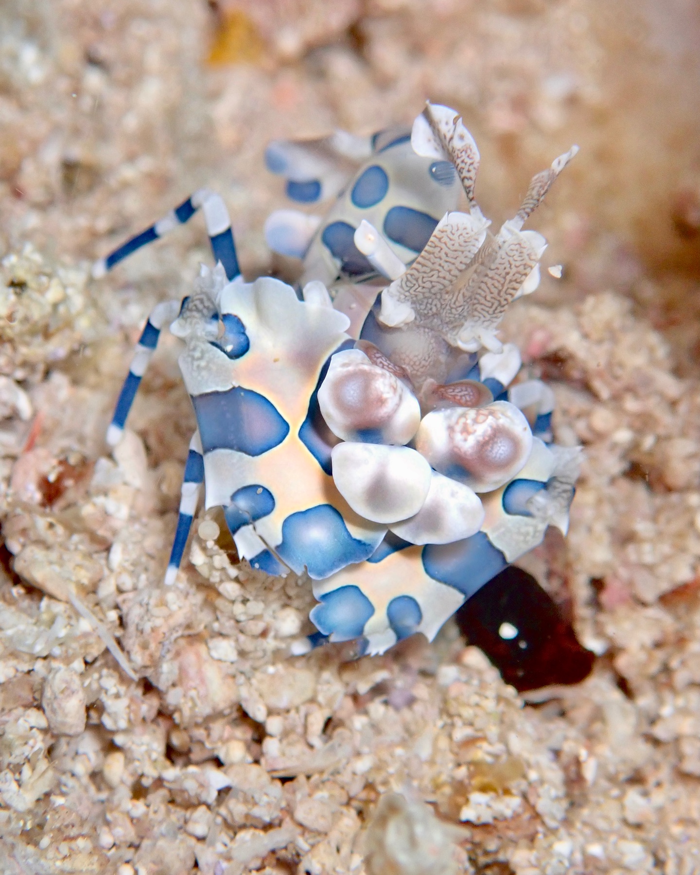 菲律賓中米沙鄢 Bohol丑角蝦