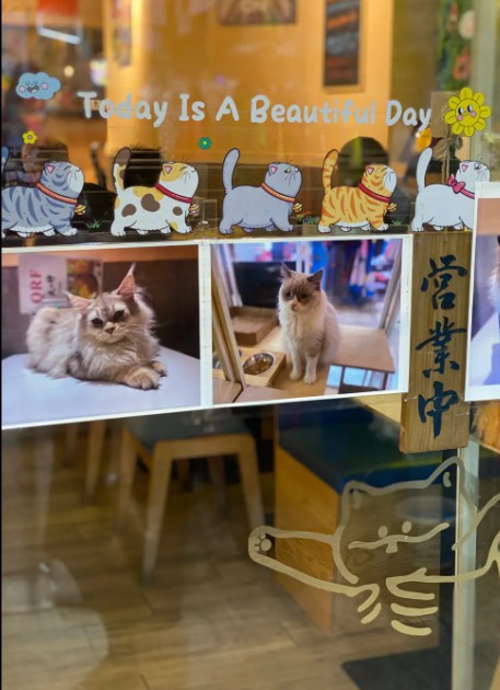 貓貓cafe