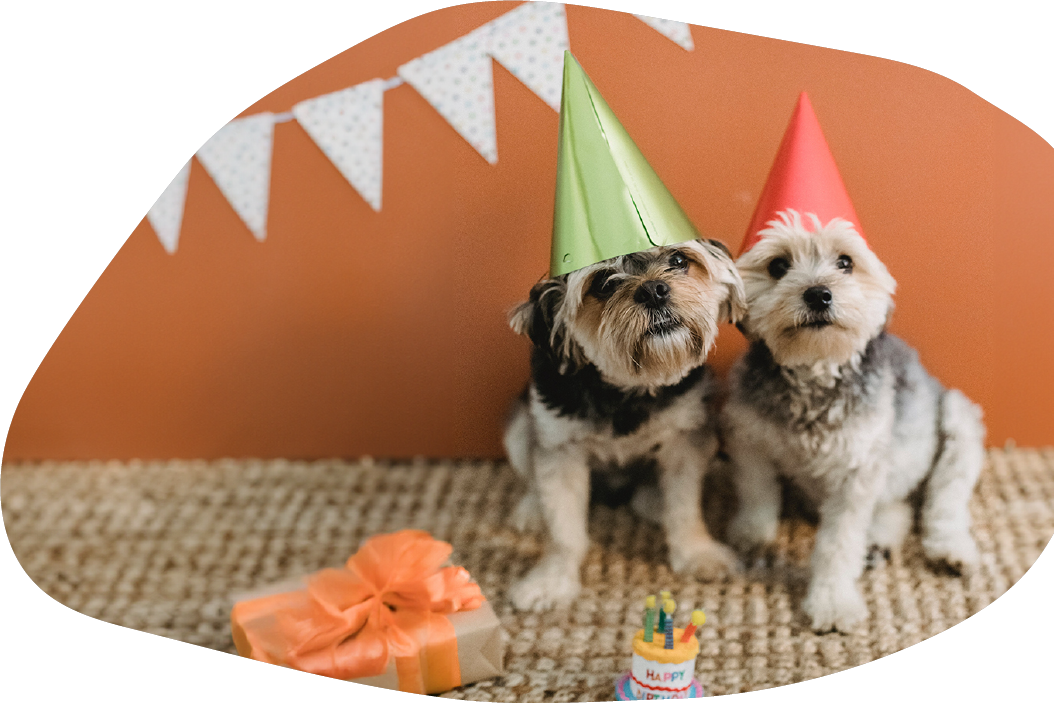 萌爪捧星，尾巴摇甜