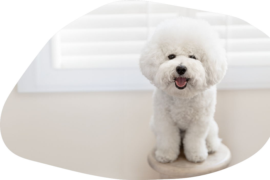 快乐比熊的幸福瞬间