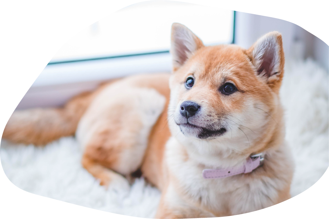 暖光下的蓬松陪伴